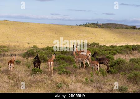 Sieben Impala in einer Landschaft in Südafrika. Zwei davon sind seltene schwarze Impala Stockfoto