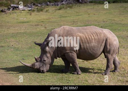 Weißes Nashorn mit beiden intakten Hörnern grast auf einem Grasfeld. Konzept für Rhino's, das durch die Nachfrage nach illegalem Rhino Horn gefährdet ist Stockfoto