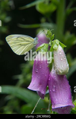 Grün-weiß auf Blüte von Foxglove, bedeckt mit Tautropfen Stockfoto