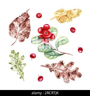Bunte Herbstabdrücke, reife Cranberrys isoliert auf weißem Hintergrund. Satz trockener Blätter und Beeren im Herbst. Aquarelldarstellung Stockfoto