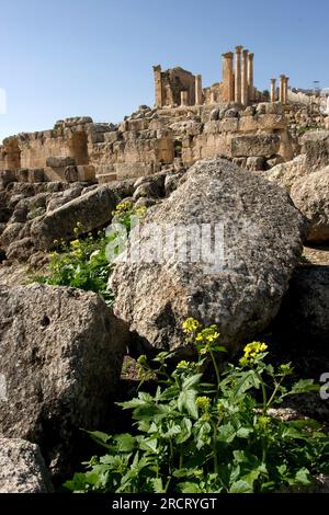 Tempel des Zeus, Jerash, Gerasa, archäologische Stätte, Amman, Jordanien Stockfoto