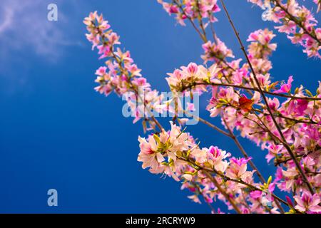 Rosafarbene Bauhinia-Blüte, gemeinhin als Hong Kong Orchideenbaum bezeichnet Stockfoto