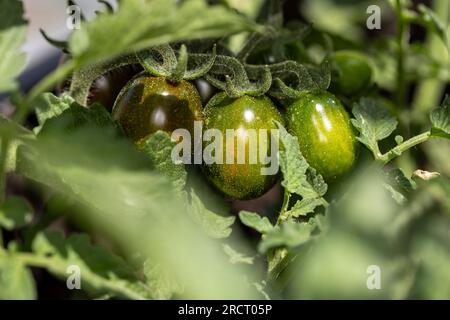 Reifung von Kirschtomaten auf der Rebe Stockfoto