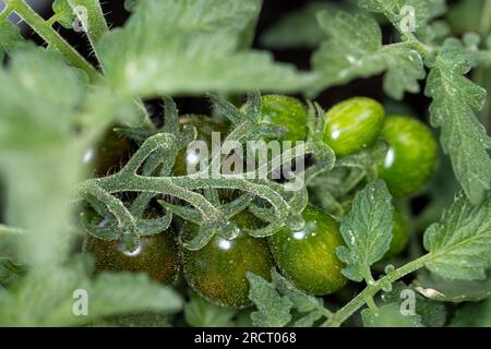 Reifung von Kirschtomaten mit Pollen von oben nach unten Stockfoto