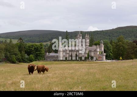 Zwei Highland-Kühe (ein Stier und eine Kuh) auf einem Feld auf dem Balmoral Estate neben Balmoral Castle auf Royal Deeside Stockfoto