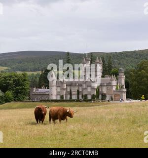 Highland-Rinder (ein Stier und eine Kuh) auf einem Feld vor dem Balmoral Castle im Cairngorms-Nationalpark Stockfoto