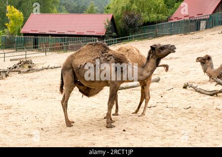 Dromedary Camel Camelus dromedarius oder Arabian Kamel Erwachsener und Kalb stillen auf Milch im Danziger Zoo, Danzig, Polen, Europa, EU Stockfoto