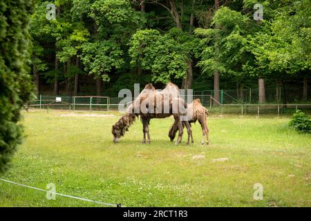 Adulte Bactrian Kamel oder Camelus bactrianus und Kälber, zwei-Buckel-Kamele, grasen im Danziger Zoo, Danzig, Polen Stockfoto