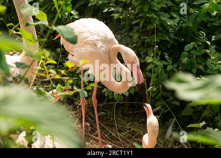 Erwachsener Großflamingos oder Phoenicopterus roseus streiten im Danziger Zoo, Danzig, Polen, Europa, EU Stockfoto