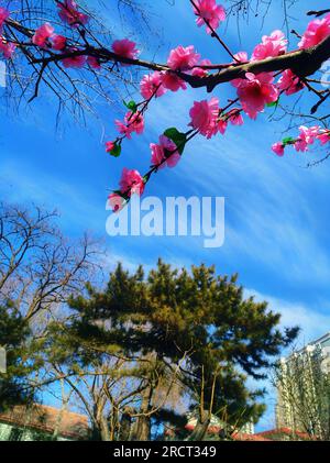 Erleben Sie den bezaubernden Anblick der wunderschönen rosa Blumen, die unter der Sonne im Freien blühen, begleitet von einem bezaubernden Spielzeug, das auf einem Ast liegt. Stockfoto