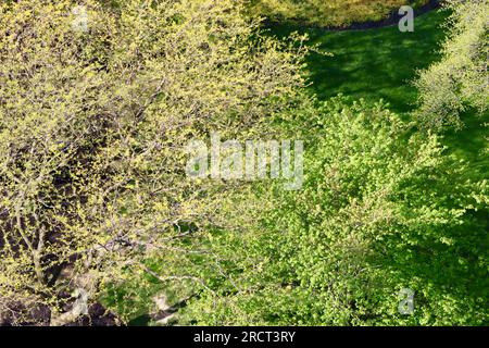 Die Baumkronen im Frühling in Lakewood, Ohio, aus der Vogelperspektive Stockfoto