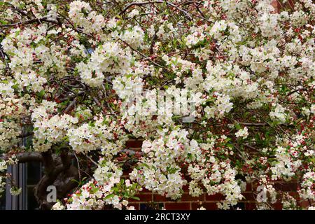 Blühender Obstbaum in Lakewood, Ohio, USA Stockfoto