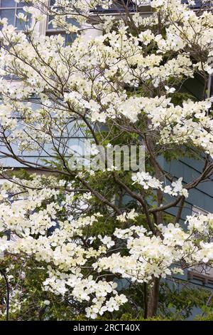 Dogwood, Cornus, florida, in voller Blüte in Lakewood, Ohio Stockfoto