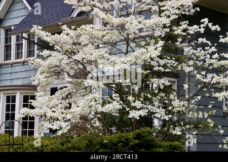 Dogwood, Cornus, florida, in voller Blüte in Lakewood, Ohio Stockfoto