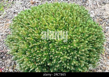 Dicht, winzig, Baum, Mugo-Kiefer, niedrig, Zwergbaum, Pinus mugo „Minikip“, klein, kugelförmig, Nadelholz Stockfoto