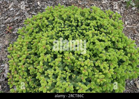 Spanischer Fir, Abies pinsapo, Dense, Zwerg, Fir, Winzig, Baum, klein, Koniferenholz, ideal für Felsen Stockfoto