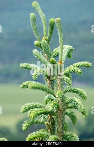 Baumspitze von Picea engelmannii „Snake“ Engelmann Spruce Stockfoto