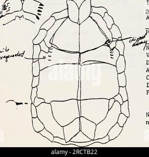 'Ökologie einer Population von Wüstenschildkröten, Gopherus agassizi, in ward Valley, Kalifornien' (1980) Stockfoto