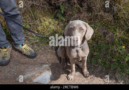 Ein gut erzogener silberner labrador, der in einigen Wäldern sitzt, während er mit seinem Meister spazieren geht Stockfoto