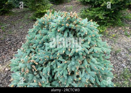 Silver Fichte, Picea pungens 'Hermann Naue', sphärisch, Form, Koniferen, Baum Stockfoto