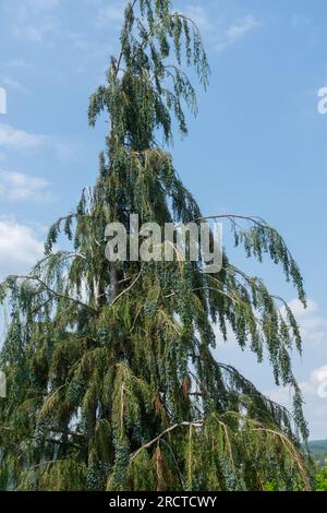 Lawson False Cypress, Chamaecyparis lawsoniana "Wasserfall", Weinen, Baum Stockfoto