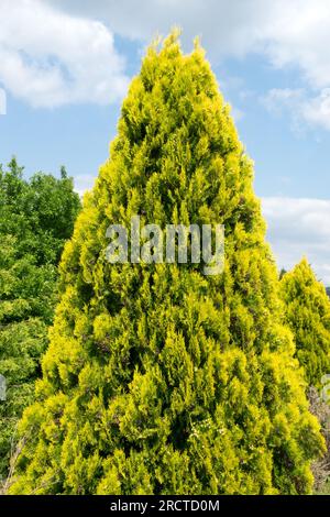 Thuja orientalis 'Elegantissima', Baum Stockfoto