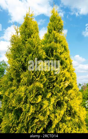 Weiße Zeder, Thuja occidentalis „Jantar New“ Stockfoto