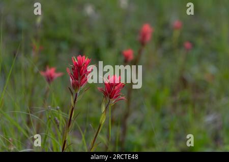 Castilleja, indischer Paintbrush, Prarie Fire Blumen im Banff National Park während der Sommerzeit. Leuchtend rote Wildblumen auf einem Feld. Stockfoto