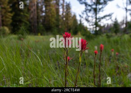 Castilleja, indischer Paintbrush, Prarie Fire Blumen im Banff National Park während der Sommerzeit. Leuchtend rote Wildblumen auf einem Feld. Stockfoto