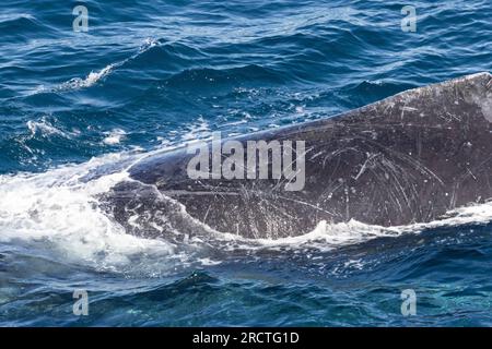 Nahaufnahme des Buckelwals mit Flecken und Kratzern auf der Haut Stockfoto