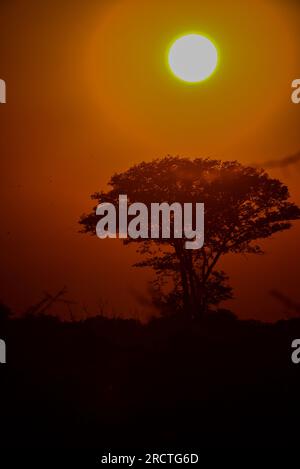 Sonnenaufgang am Wasserloch Klein Namutoni, Etosha-Nationalpark, Namibia Stockfoto