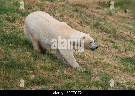 Im Yorkshire Wildlife Park werden zwei Eisbären als Teil des „Project Polar“ gesehen. Englands einziges Projekt zur Erhaltung von Eisbären und das größte außerhalb Stockfoto