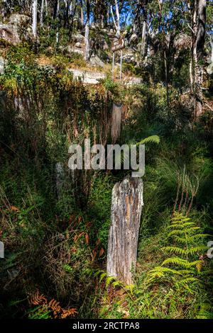 Historische Tankfallen aus dem Zweiten Weltkrieg in Thunderbolt's Gully, Tenterfield Region, New England Tablelands, NSW, Australien Stockfoto