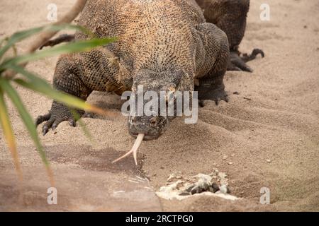 Komodo-Drachen sind große Eidechsen mit langen Schwänzen, starken und beweglichen Hälsen und stabilen Gliedmaßen. Erwachsene haben eine fast einheitliche Steinfarbe mit einer unterschiedlichen, l Stockfoto