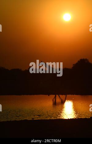 Giraffe bei Sonnenaufgang, Wasserloch Klein Namutoni, Etosha-Nationalpark, Namibia Stockfoto