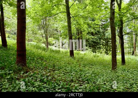 Der Park und der mit Farnen bedeckte Wald sind Teil des Museums des finnischen Malers Akseli Gallen-Kallela außerhalb von Helsinki, Finnland Stockfoto