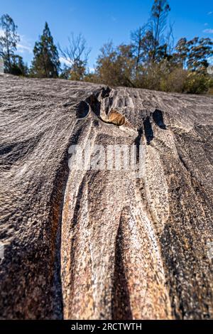 Grooves, die durch Witterungseinflüsse in Granitfelsen geschnitten wurden, bald Rock Creek, Girraween National Park, Southeast Queensland, Australien Stockfoto