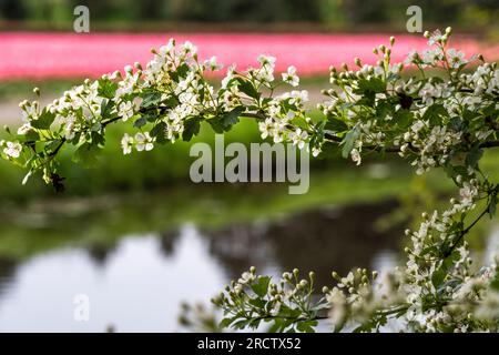 Ast mit weißen Blüten und rosa Tulpenfeld und Wasser im Hintergrund Stockfoto
