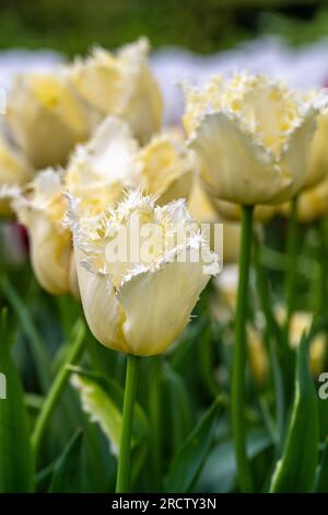 Weiße Tulpe mit Fransen Stockfoto