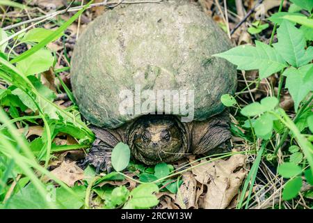 Nahaufnahme der gewöhnlichen Schnappschildkröte im Kensington Metro Park in Michigan Stockfoto