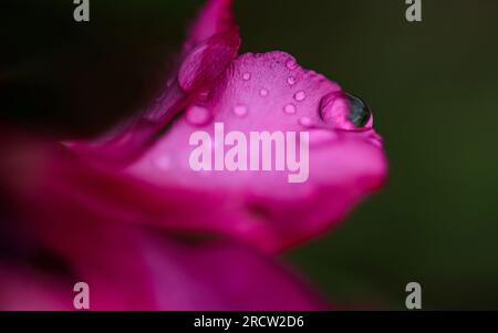 Wunderschöne Wassertropfen auf rosa Blüten in der Natur, regnerische Seson, selektiver Fokus. Stockfoto