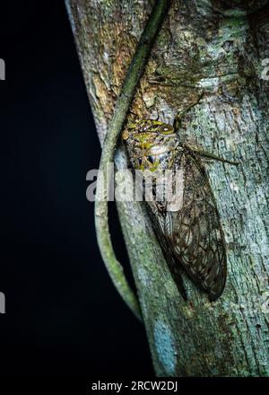 Nahaufnahme einer Cicada auf einem Baum in freier Wildbahn mit schwarzem Hintergrund. Stockfoto