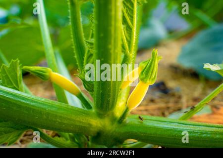 Junger gelber Kürbis wächst aus nächster Nähe. Zucchini wachsen im Garten Stockfoto