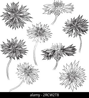 Ein Satz von Vektoren, handgezeichnet Cornflower Illustration, Rappweed isoliert auf Weiß, lineart Blume, Kritzelskizze, Centaurea botanisches Kraut für Design Stock Vektor