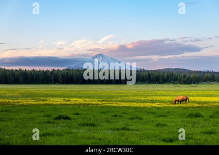 Farbenfroher Sonnenuntergang auf dem Mt McLoughlin im Süden Oregons, während ein Pferd im Vordergrund grast. Mount McLoughlin ist ein ruhender Vulkan in der Cascade Range. Stockfoto