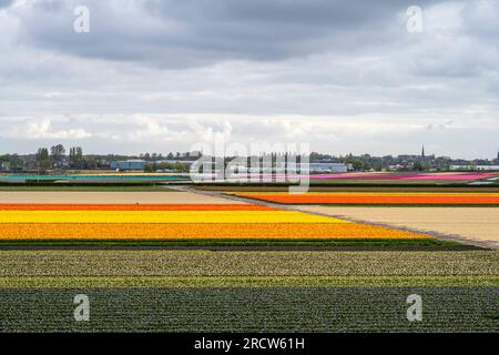 tulpenreihen und -Felder in der Nähe der Gartenanlage Keukenhof Stockfoto