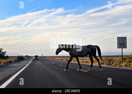 Death Valley Junction, Kalifornien, USA. 16. Juli 2023. Am 16. Juli 2023 überquert ein freilaufender Hengst den California Highway 127 in der Nähe der Death Valley Junction, Kalifornien. (Kreditbild: © David Becker/ZUMA Press Wire) NUR REDAKTIONELLE VERWENDUNG! Nicht für den kommerziellen GEBRAUCH! Stockfoto