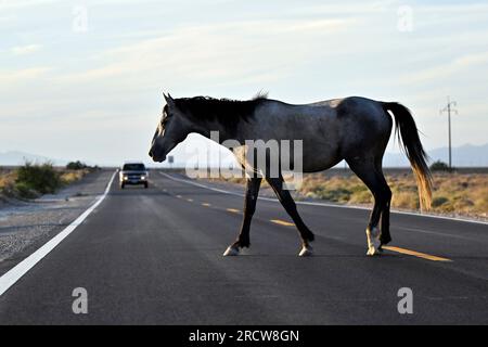 Death Valley Junction, Kalifornien, USA. 16. Juli 2023. Am 16. Juli 2023 überquert ein freilaufender Hengst den California Highway 127 in der Nähe der Death Valley Junction, Kalifornien. (Kreditbild: © David Becker/ZUMA Press Wire) NUR REDAKTIONELLE VERWENDUNG! Nicht für den kommerziellen GEBRAUCH! Stockfoto