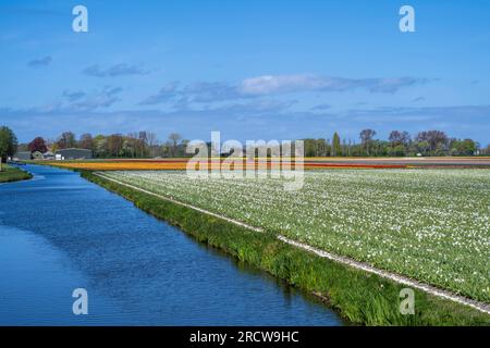 tulpenreihen und -Felder in der Nähe der Gartenanlage Keukenhof Stockfoto