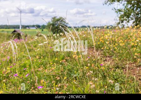 Stipa-Pennata-Gras auf einer Wiese an einem Pfad Stockfoto